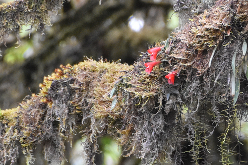 Diplocaulobium cuthbertsonii (F.Muell.) P.Royen 2