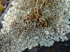 Xanthoparmelia coloradoensis