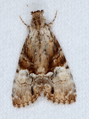 Alophosoma emmelopis