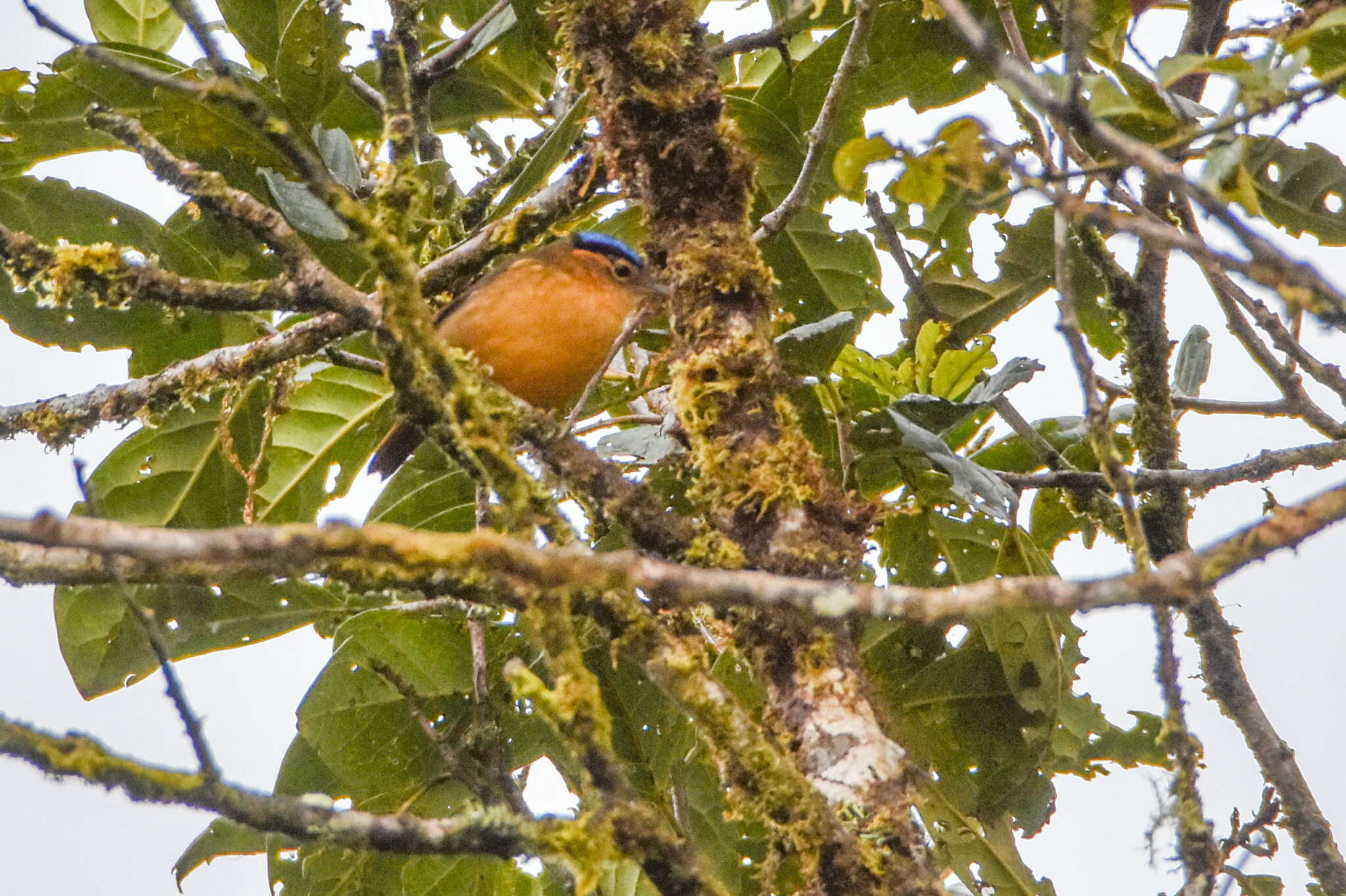 Blue-capped Ifrit (Ifrita kowaldi), photo 5