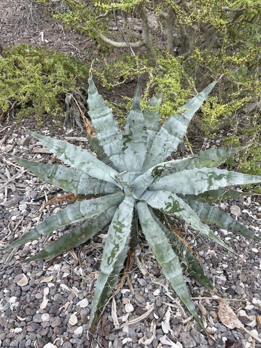 Agave sobria
