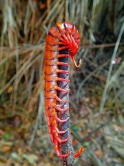 Scolopendra dehaani