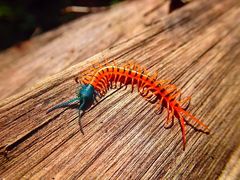 Scolopendra dehaani