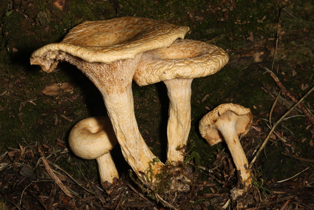 Common Gilled Mushrooms and Allies from Centre Hall, PA 16828, USA on ...