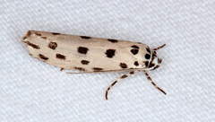 Ethmia sphaerosticha