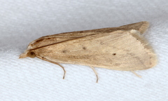 Scirpophaga nivella