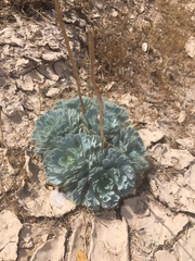 Arctomecon californica