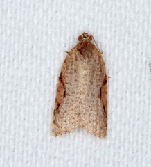Meritastis piperata