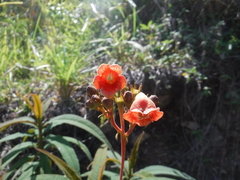 Rhytidophyllum bicolor