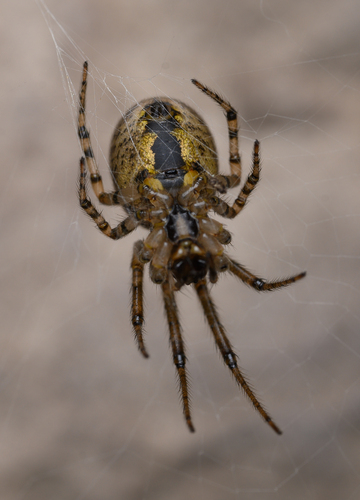 Silver-sided Sector Spider