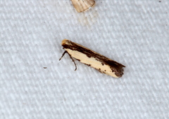 Ardozyga catarrhacta