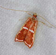 Barantola pulcherrima