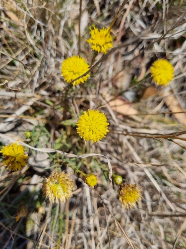 Rutidosis leptorrhynchoides, photograph 3