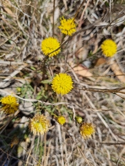 Jane Canaway, CC BY, iNaturalist via GBIF Rutidosis leptorrhynchoides, photograph Jane Canaway, CC BY, iNaturalist via GBIF
