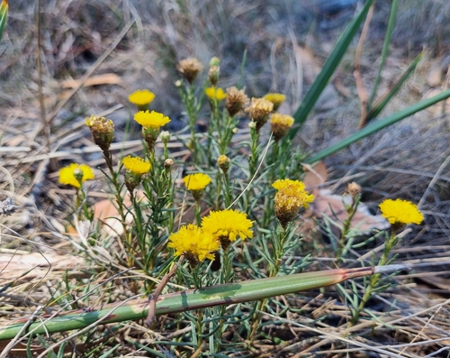 Rutidosis leptorrhynchoides, photograph 4