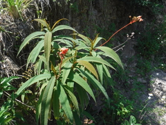 Rhytidophyllum bicolor