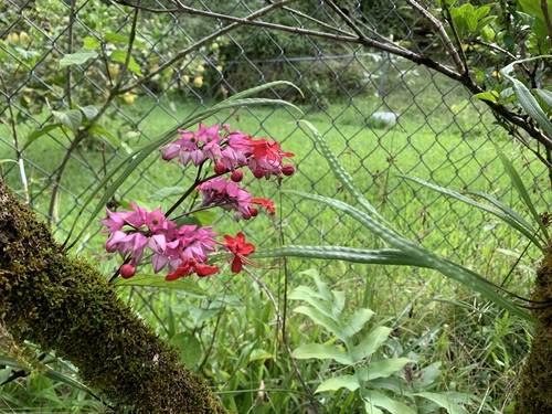 Clerodendrum speciosum observed 2023-11-15