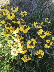 Erysimum × cheiri