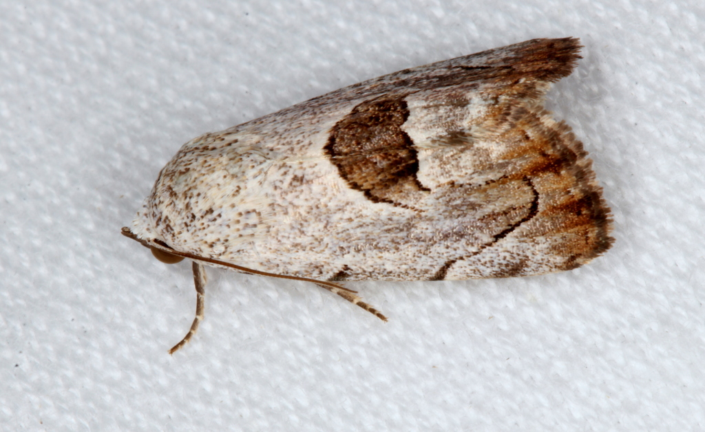 Armactica conchidia