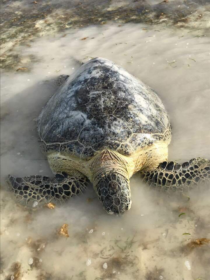 Green Sea Turtle in November 2018 by Eddy Smith · iNaturalist