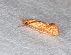 Crepidosceles chryserythra