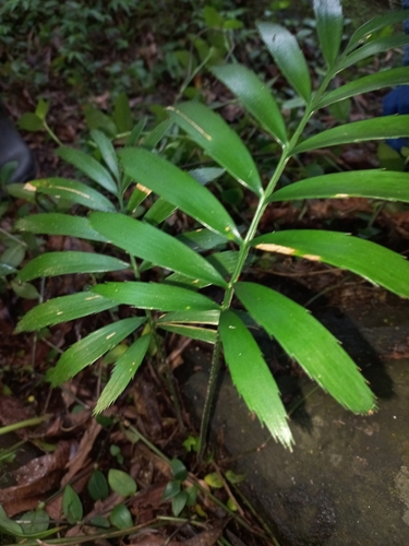 Encephalartos villosus