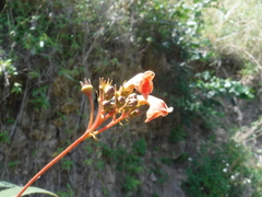 Rhytidophyllum bicolor