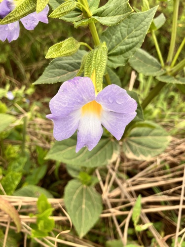 Thunbergia natalensis (Thunbergia natalensis)