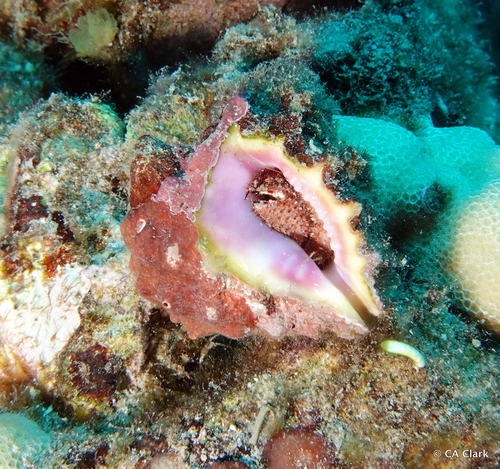 Drupa rubusidaeus observed 2023-09-22
