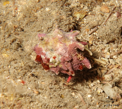 Aniculus hopperae observed 2023-09-22