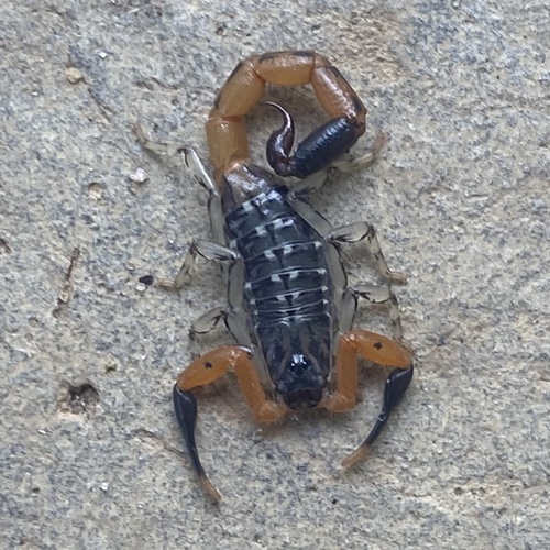Uroplectes occidentalis