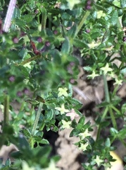 Galium californicum
