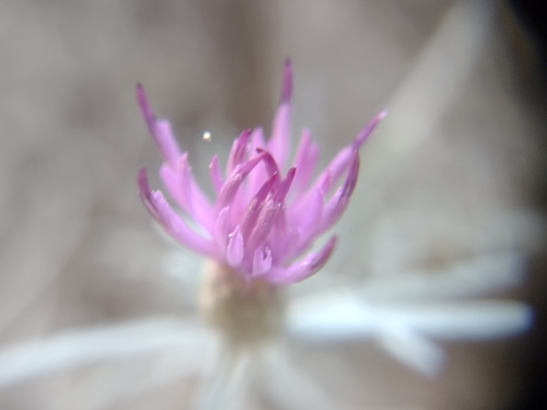 Image of Centaurea akamantis by (c) Robert Martin, some rights reserved (CC BY)