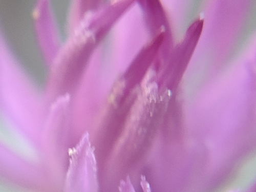 Image of Centaurea akamantis by (c) Robert Martin, some rights reserved (CC BY)