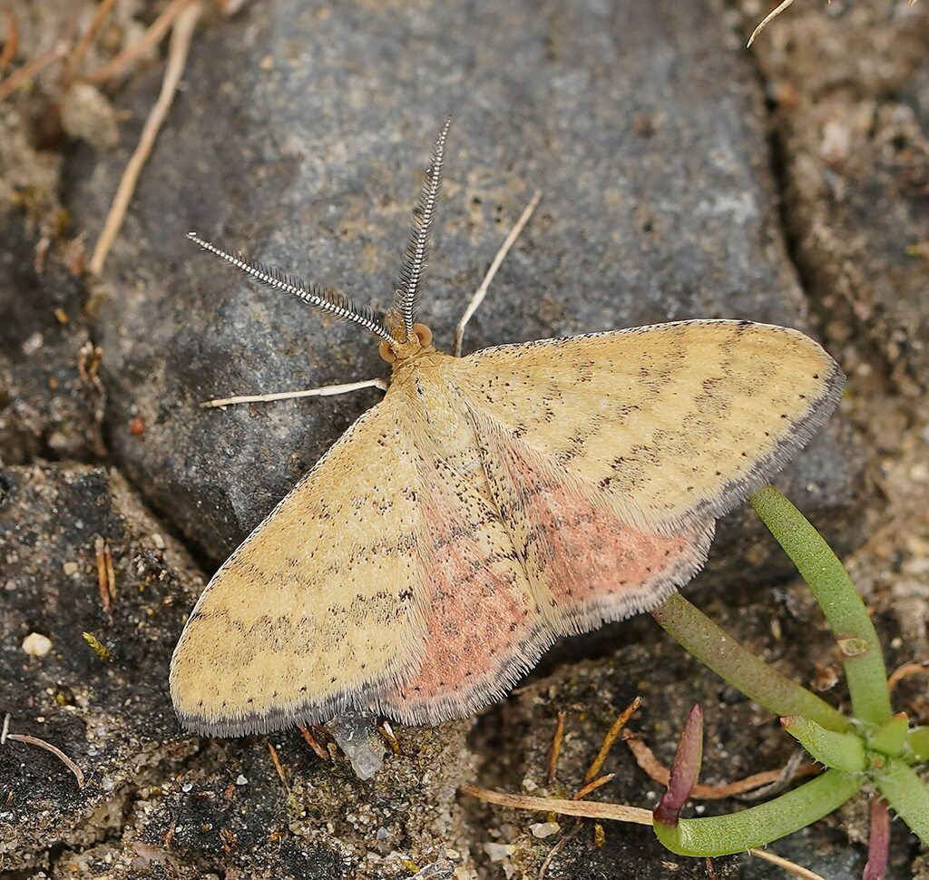 Plantain moth