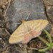 Scopula rubraria - Photo (c) Reiner Richter, algunos derechos reservados (CC BY-NC-SA), subido por Reiner Richter