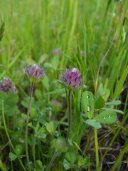Trifolium barbigerum