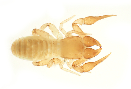 Austrochthonius in life