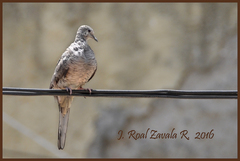Columbina inca