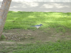 Aphelocoma californica