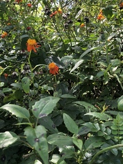 Pseudogynoxys chenopodioides