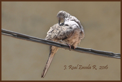 Columbina inca