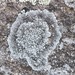 Zoned Dust Lichen - Photo (c) Owen Strickland, some rights reserved (CC BY-NC), uploaded by Owen Strickland