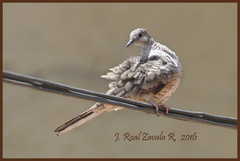 Columbina inca