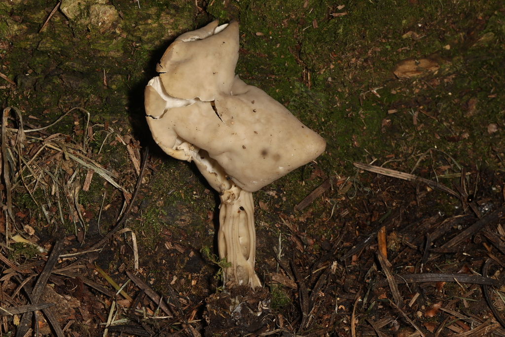 Elfin Saddles from Centre Hall, PA 16828, USA on August 5, 2023 at 02