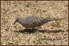 Columbina inca