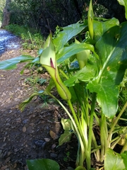 Arum hygrophilum