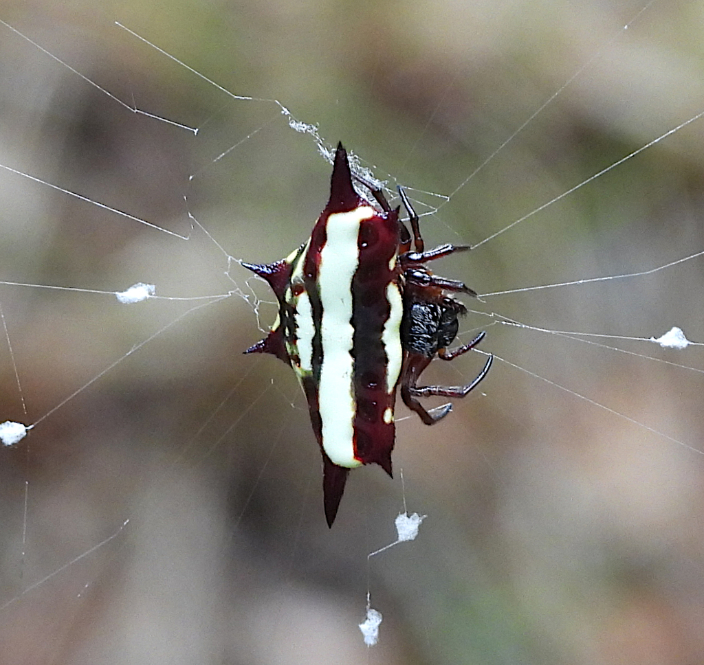 Northern Jewelled Spider from Peterson Creek – Wildlife & Botanical ...