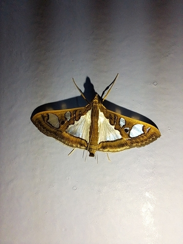 Glyphodes bivitralis