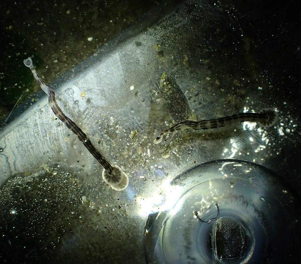 Heptacyclus virgatus